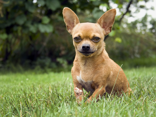 3 Ways To Get Dogs To Stop Barking Instantly