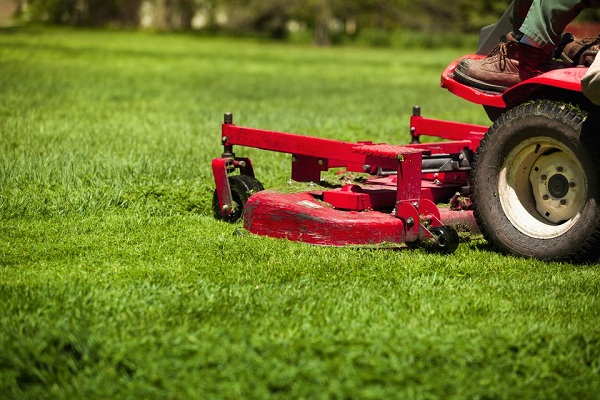 Basic Lawn Care Tips