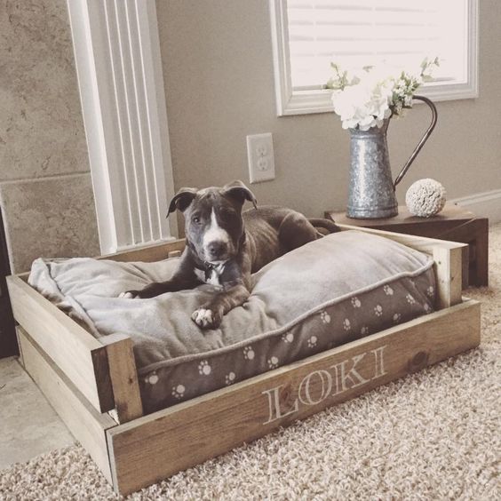 4 Tips for Getting Pet Safe Furniture For Your Home