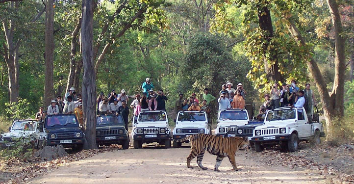 jungle-safari-in-kerala