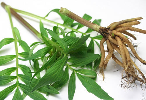 Top 5 Health Benefits of Valerian Roots