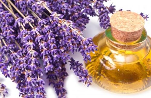 Into Aromatherapy? 8 Reasons You’ll Love Lavender Oil